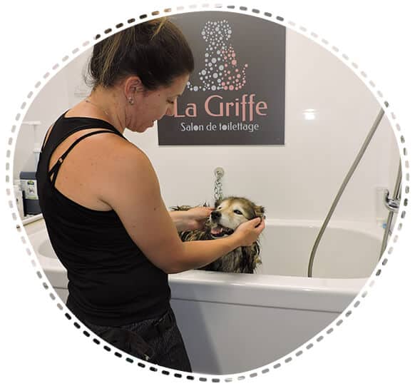 Toiletteuse et intervenante en toilettage comportemental, à Sherbrooke (Saint-Élie-d'Orford), Salon La Griffe