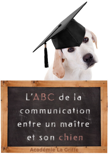 Éducation canine, services à domicile - Académie La Griffe, Sherbrooke