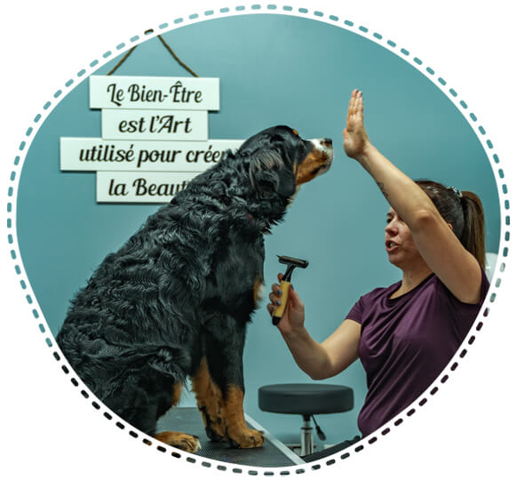 Intervenante en éducation canine et toilettage comportemental, Sherbrooke (Saint-Élie-d'Orford) – Académie La Griffe